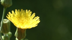 Sonchus