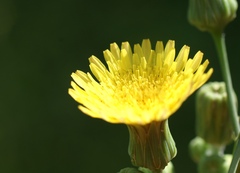 Sonchus