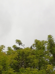 Crotophaga sulcirostris