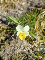 Bracteolatae