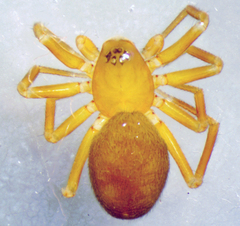 Agyneta olivacea
