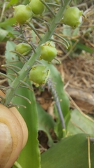 Ledebouria asperifolia