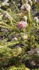 Serruria trilopha