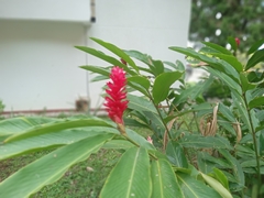 Alpinia purpurata