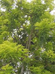 Crotophaga sulcirostris