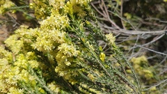 Passerina corymbosa