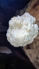 Hericium abietis