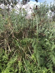 Cyperus thunbergii