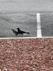 Quiscalus major westoni