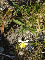 Bracteolatae
