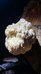 Hericium abietis