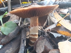 Cortinarius trivialis