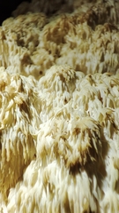 Hericium abietis