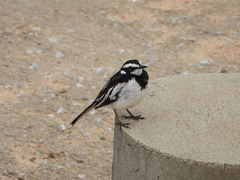 Motacilla aguimp