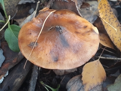 Cortinarius trivialis