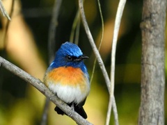 Cyornis rubeculoides