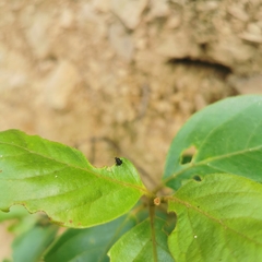 Charagochilus angusticollis