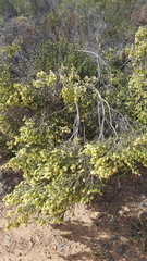 Passerina corymbosa