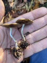 Psilocybe cyanescens