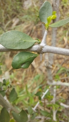 Pyrostria hystrix