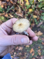 Psilocybe cyanescens
