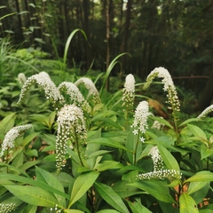 Lysimachia clethroides