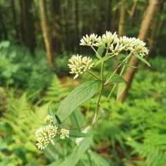 Eupatorium chinense