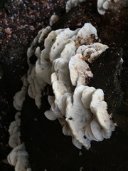 Fungi