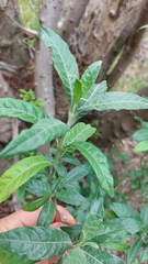 Metarungia longistrobus