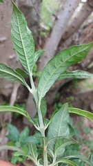 Metarungia longistrobus