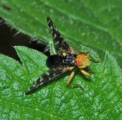 Platyparea discoidea