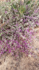 Drosanthemum ambiguum