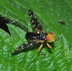 Platyparea discoidea