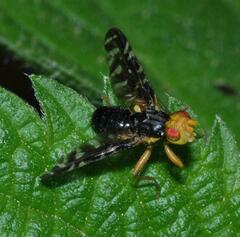 Platyparea discoidea