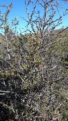 Berberis microphylla