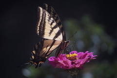 Papilio multicaudata multicaudata