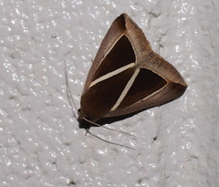 Chalciope alcyona