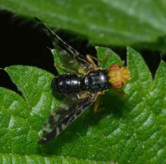 Platyparea discoidea