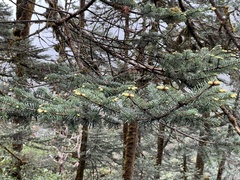 Abies spectabilis