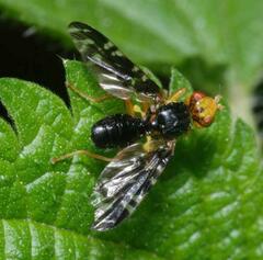 Platyparea discoidea