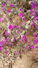 Drosanthemum ambiguum