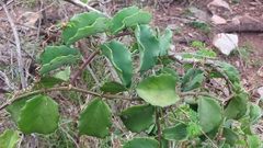 Cissus rotundifolia