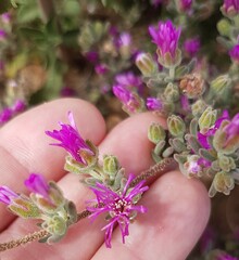 Drosanthemum ambiguum