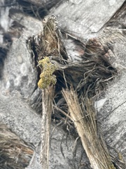 Polycauliona candelaria