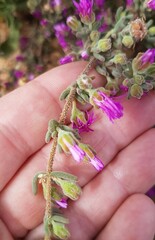 Drosanthemum ambiguum