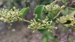 Cissus rotundifolia