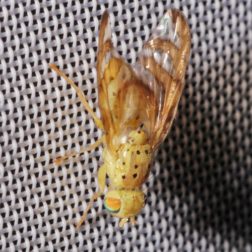Orellia nuotrauka