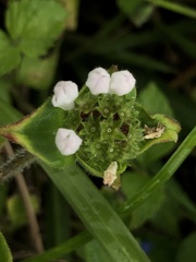 Richardia brasiliensis