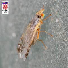Acanthiophilus helianthi