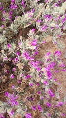 Drosanthemum ambiguum